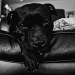 Photo American Bull Staffy