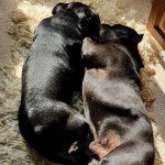 Photo American Bull Staffy