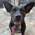 Photo American Bull Staffy