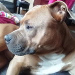 Photo American Bull Staffy