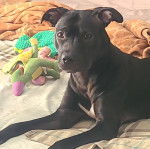 Photo American Bull Staffy