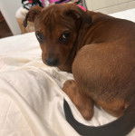 Photo American Bull Staffy