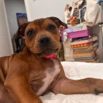 Photo American Bull Staffy