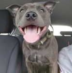 Photo American Bull Staffy