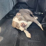 Photo American Bull Staffy