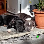 Photo American Bull Staffy