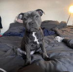 Photo American Bull Staffy