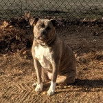 Photo American Bull Staffy