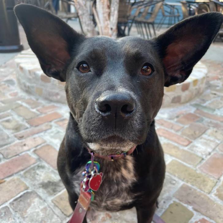 Photo American Bull Staffy