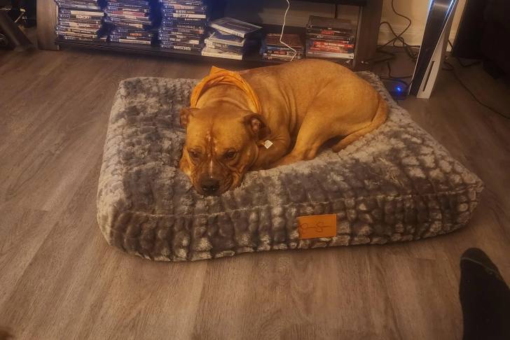 Photo American Bull Staffy