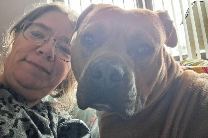 Photo American Bull Staffy