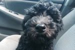 Un Woodle au pelage noir, assis dans une voiture