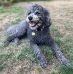 Un Woodle allongé sur une surface herbacée et portant un collier autour du cou