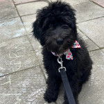 Un Woodle regardant vers la caméra et qui est tenu en laisse 