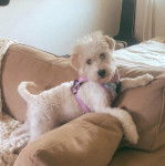 Un Woodle sur un canapé et portant un harnais 