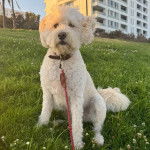 Un Woodle assis sur une surface herbacée et qui est tenu en laisse 