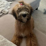 Un Woodle assis sur un canapé 