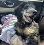 Un Woodle assis dans une voiture et portant un collier autour du cou