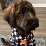 Un Woodle assis sur un tapis et portant un habit pour chien 