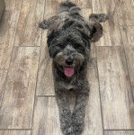 Un Woodle allongé sur un sol carrelé et tirant la langue 