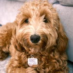 Un Woodle allongé sur un canapé et portant un collier autour du cou