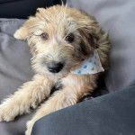 Un Woodle allongé et regardant vers la caméra 