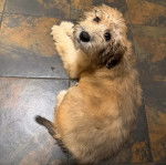 Un Woodle allongé sur un sol carrelé et semblant détendu