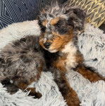 Un Woodle allongé dans un panier et semblant détendu 