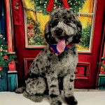 Un Woodle assis et ayant la langue pendante 