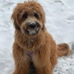 Un Woodle assis sur une surface enneigée et regardant vers la caméra 