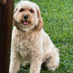 Un Woodle assis sur une surface herbacée et portant un collier autour du cou