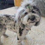 Un Woodle sur un tapis et portant un collier autour du cou