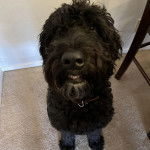 Un Woodle assis sur une moquette et portant un collier autour du cou