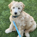 Un Woodle assis sur une surface gazonnée et qui est tenu en laisse 