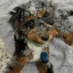 Un Woodle regardant vers la caméra et portant un collier autour du cou