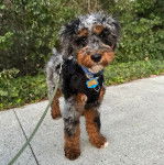 Un Woodle sur une surface bétonnée et qui est tenu en laisse 