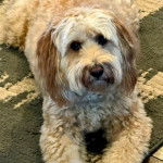 Un Woodle allongé et regardant vers la caméra 