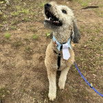 Un Woodle sur une surface herbacée et qui est tenu en laisse 