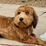 Un Woodle allongé sur une surface bétonnée et qui est tenu en laisse 