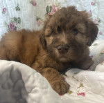 Un chiot Woodle allongé et semblant détendu 