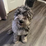 Un Woodle assis sur un plancher et semblant détendu 