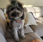 Un Woodle assis sur un canapé et qui est tenu en laisse 