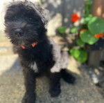 Un Woodle assis sur surface bétonnée et portant un collier autour du cou