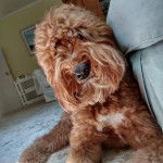 Un Woodle allongé sur une moquette 