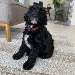 Un Woodle assis sur une moquette et portant un collier autour du cou