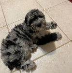 Un Woodle allongé sur un sol carrelé 