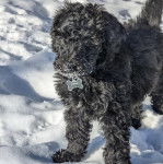 Un Woodle sur une surface enneigée et portant un collier autour du cou