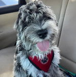 Un Woodle tirant la langue et portant un harnais 