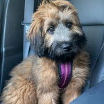 Un Woodle assis sur le siège d'une voiture et portant un harnais 