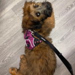 Un Woodle sur un plancher et qui est tenu en laisse 